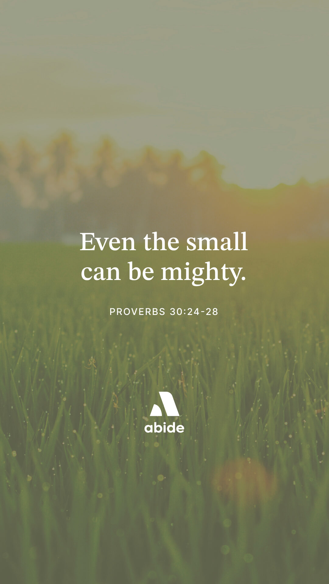 The Wisdom of Ants